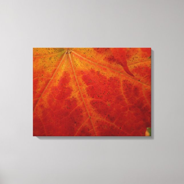 Red Maple Abstrakt Löv - höstfoto Canvastryck (Framsida)