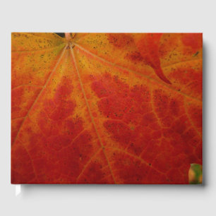 Red Maple Abstrakt Löv - höstfoto Gästböcker