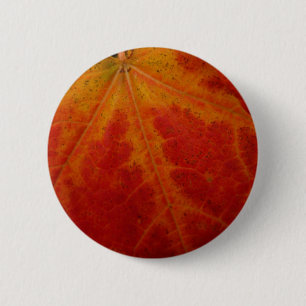 Red Maple Abstrakt Löv - höstfoto Knapp