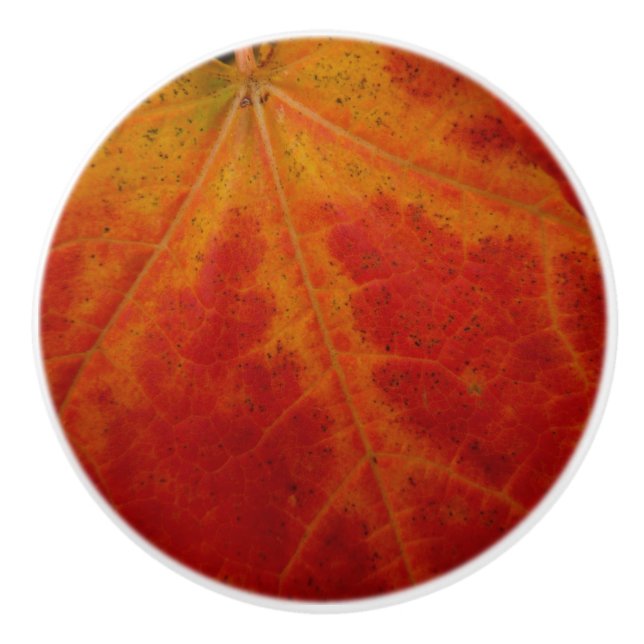 Red Maple Abstrakt Löv - höstfoto Knopp (Framsidan)
