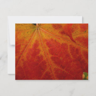 Red Maple Abstrakt Löv - höstfoto Kort