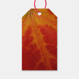 Red Maple Abstrakt Löv - höstfoto Presentetikett