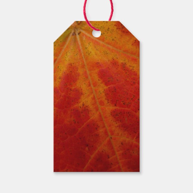 Red Maple Abstrakt Löv - höstfoto Presentetikett (Framsidan)