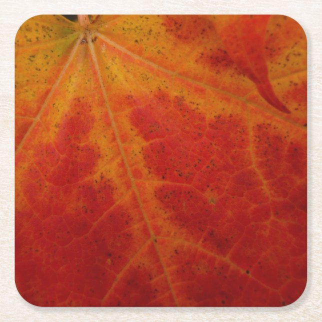 Red Maple Abstrakt Löv - höstfoto Underlägg Papper Kvadrat (Framsidan)