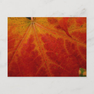 Red Maple Abstrakt Löv - höstfoto Vykort