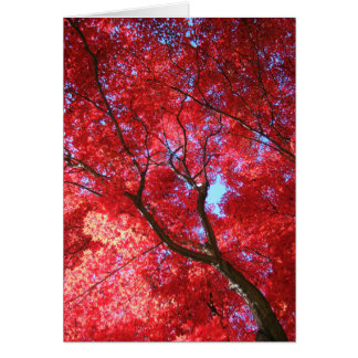 Red Maple Card Hälsningskort