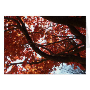 Red Maple Grenar Autumn Färg Hälsningskort