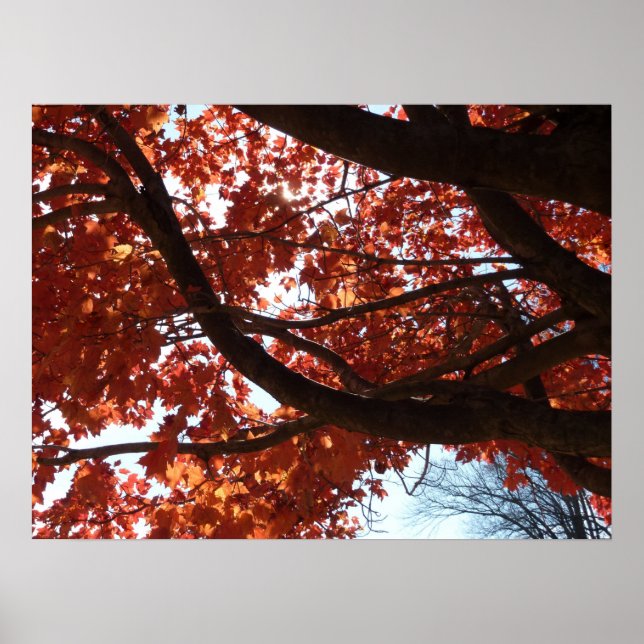 Red Maple Grenar Autumn Färg Poster (Framsidan)