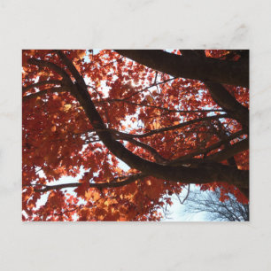 Red Maple Grenar Autumn Färg Vykort