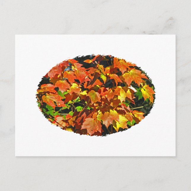 Red Maple (höst) Vykort (Framsida)