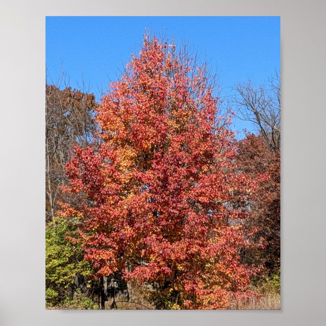Red Maple in Fall Poster (Framsidan)