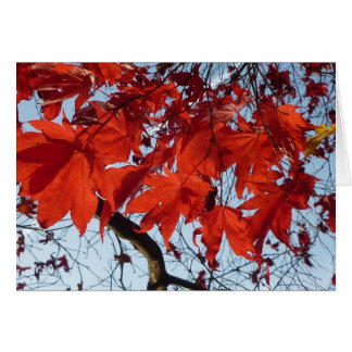 Red Maple Leaves Hälsningskort