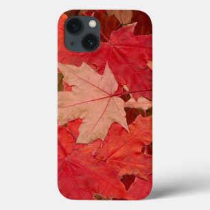 Red Maple Löv