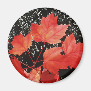 Red Maple Löv Magnet