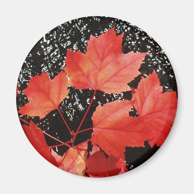 Red Maple Löv Magnet (Framsidan)
