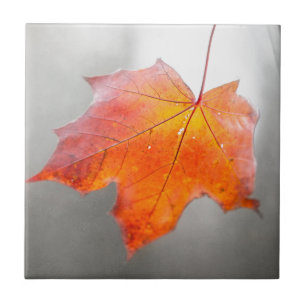 Red Maple Löv - Mystique Autumn Kakelplatta