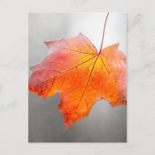 Red Maple Löv - Mystique Autumn Vykort