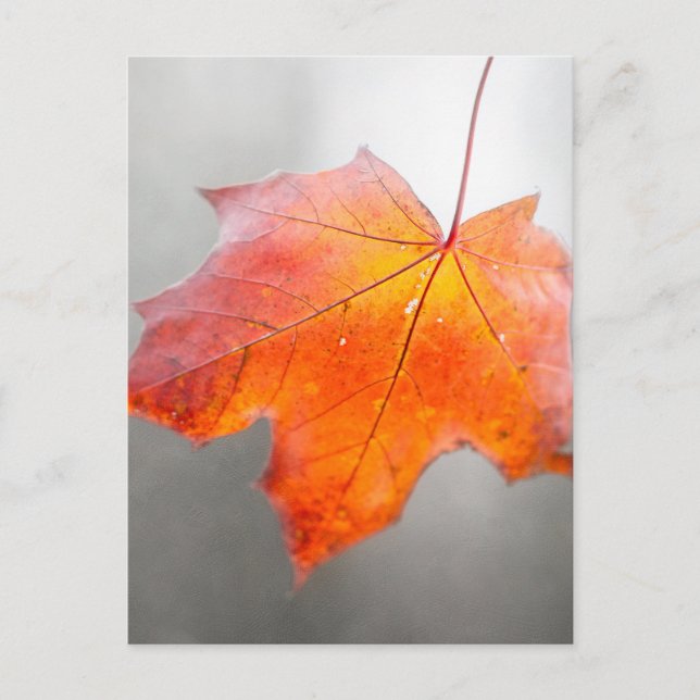 Red Maple Löv - Mystique Autumn Vykort (Framsida)