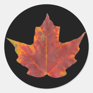 Red Maple Löv Runt Klistermärke