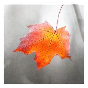 Red Maple Löv - Velvet Autumn Fototryck