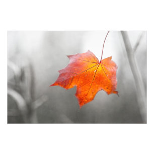Red Maple Löv - Velvet Autumn Fototryck