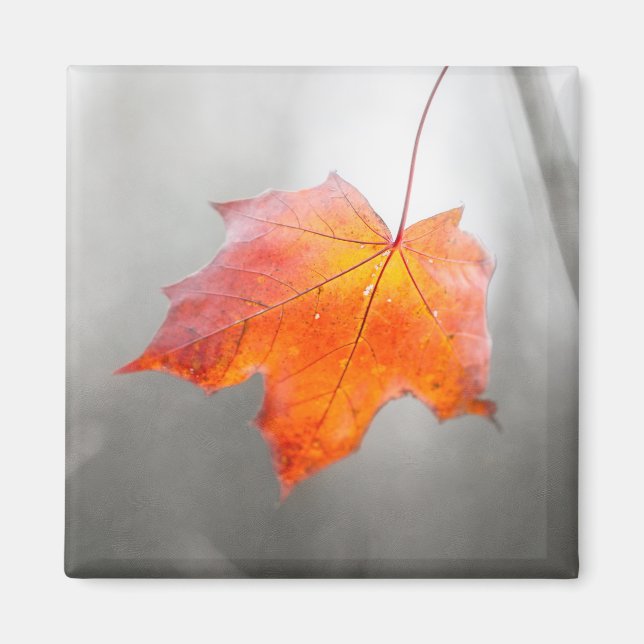 Red Maple Löv - Velvet Autumn Magnet (Framsidan)
