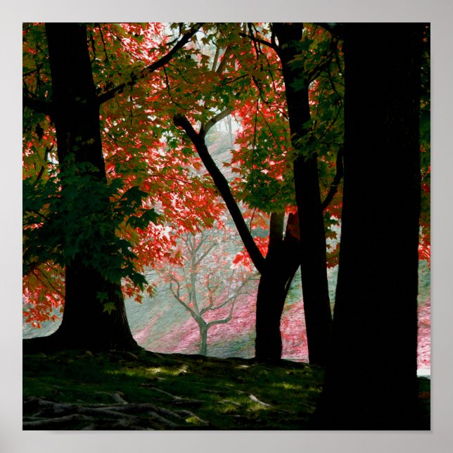 Red Maple Träd Foliage Poster (Framsidan)