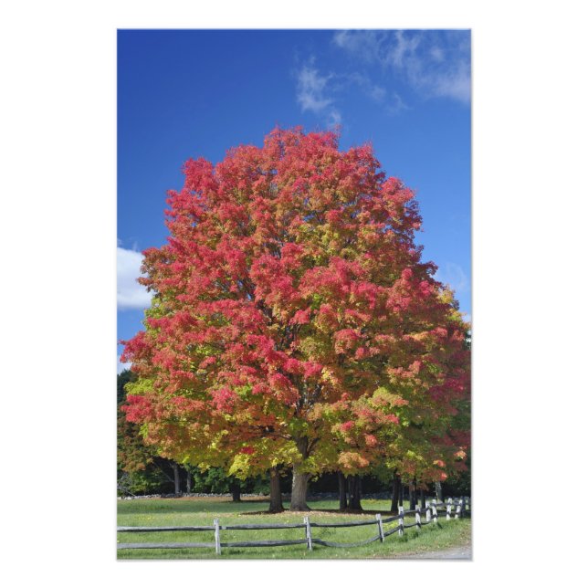 Red Maple träd under hösten färg, nära Concord, Fototryck (Framsidan)