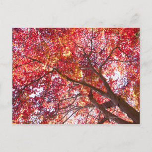 Red Maple Träd Vykort