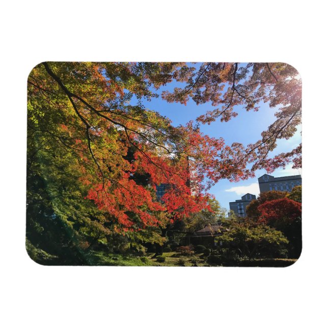 Red Maples på japanska Garden Magnet (Horisontell)