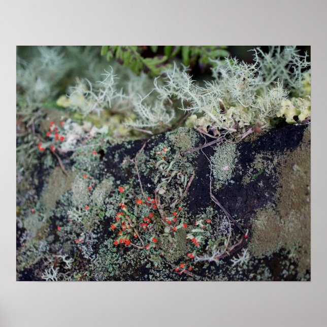 Red Matchstick Lichen Poster (Framsidan)
