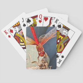 Red Meadowhawk Dragonfly Nature Photo Casinokort