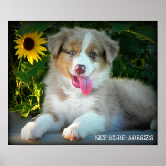 Red Merle 2 Australian shepherd Poster (Framsidan)