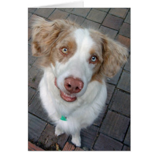 Red Merle Australian shepherd Hälsningskort