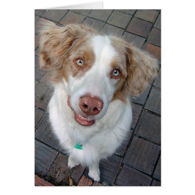 Red Merle Australian shepherd Hälsningskort (Framsidan)