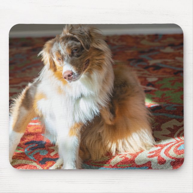 Red Merle Australian shepherd Musmatta (Framsidan)