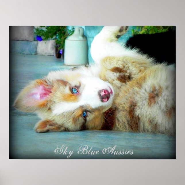 Red Merle Australian shepherd Puppy Poster (Framsidan)