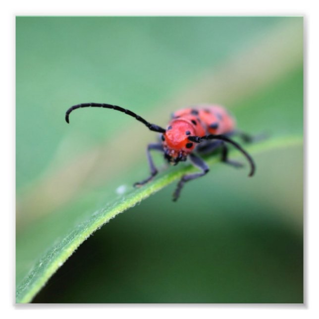 Red Milkweed Beetle Insekt Close up 8x8 Fototryck (Framsidan)