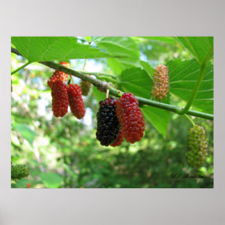 Red Mulbär Poster