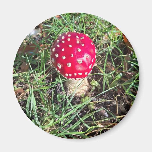 Red mushroom  magnet (Framsidan)