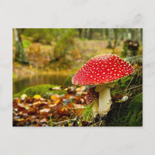 Red Mushroom Vykort