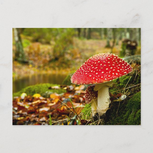 Red Mushroom Vykort (Framsida)