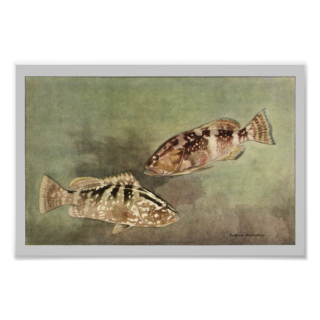 Red & Nassau Grouper Vintage Fish Print Fototryck (Framsidan)