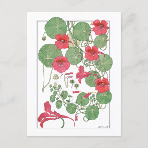 Red Nasturtiums   Antique Lithograph 1896 Poster Vykort