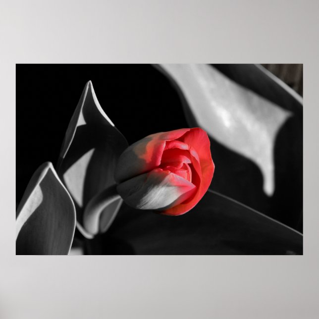 Red Newborn Tulip Poster (Framsidan)