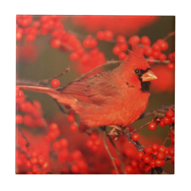 Red Northern Cardinal Male, IL Kakelplatta (Framsidan)