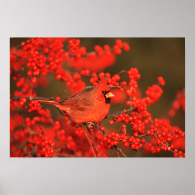 Red Northern Cardinal Male, IL Poster (Framsidan)