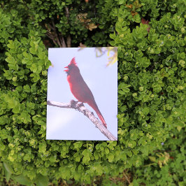 Red Northern Kardinal Bird Vykort