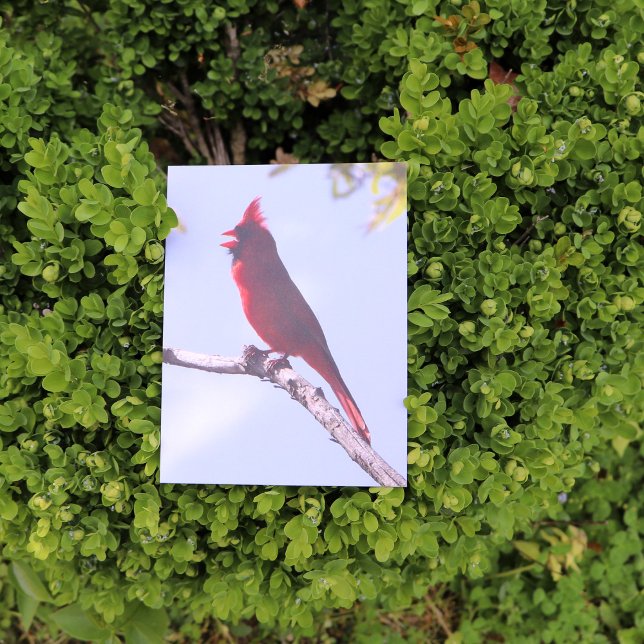 Red Northern Kardinal Bird Vykort (Skapare uppladdad)