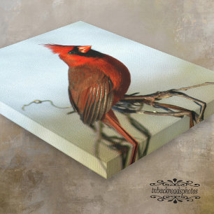 Red Northern Kardinal Canvas